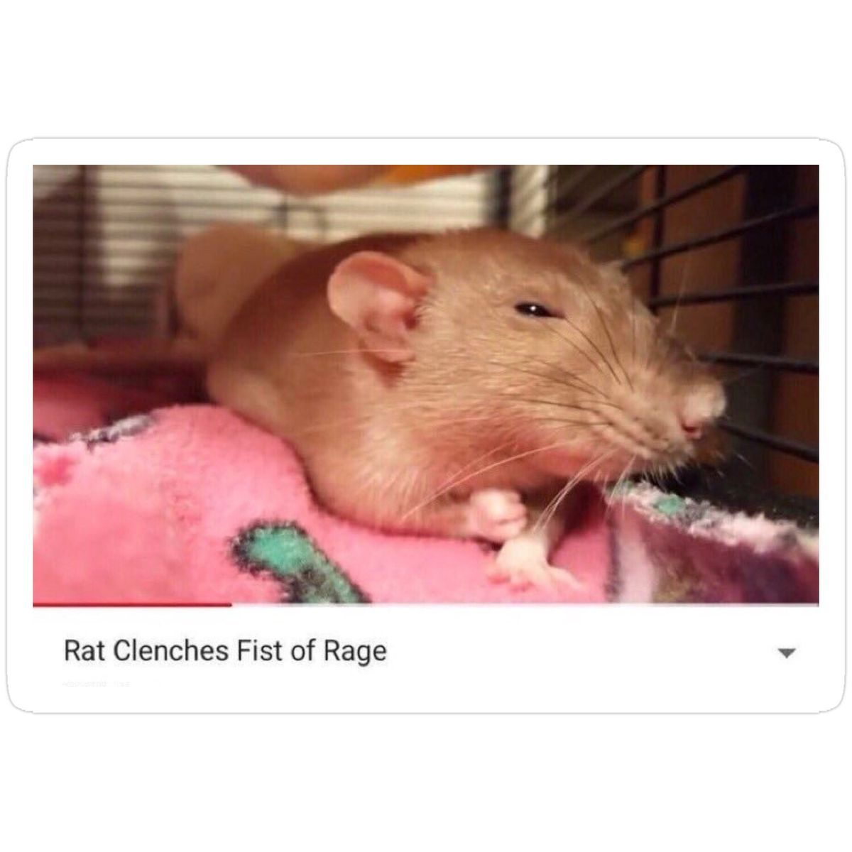 Rat of Rage
